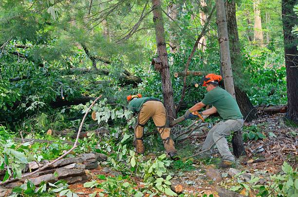 Best Best Tree Removal Services  in Hartford, MI